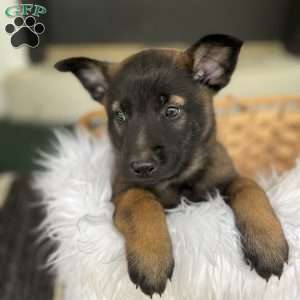 Max, Belgian Malinois Puppy
