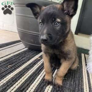 Max, Belgian Malinois Puppy