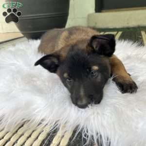 Max, Belgian Malinois Puppy