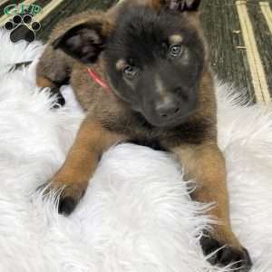 Max, Belgian Malinois Puppy