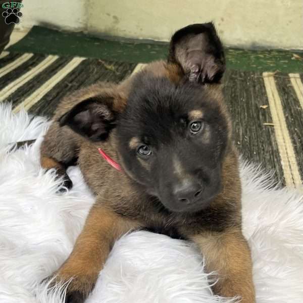 Max, Belgian Malinois Puppy