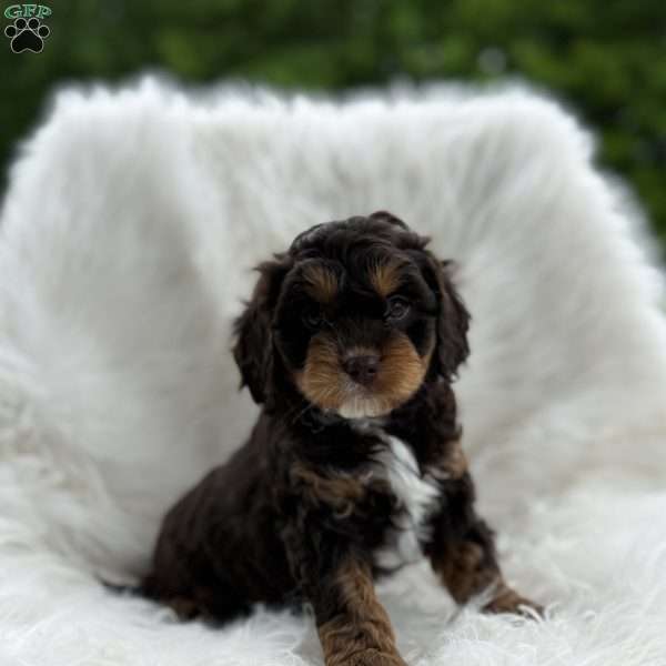 Conner, Cavapoo Puppy