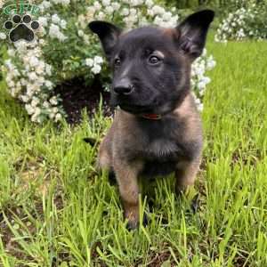 Max, Belgian Malinois Puppy