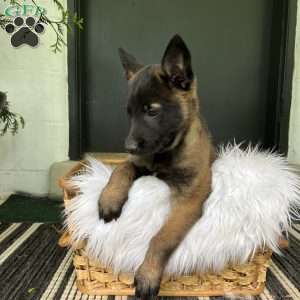 Jasper, Belgian Malinois Puppy