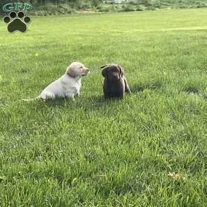 Luna, Chocolate Labrador Retriever Puppy