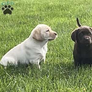 Cooper, Yellow Labrador Retriever Puppy