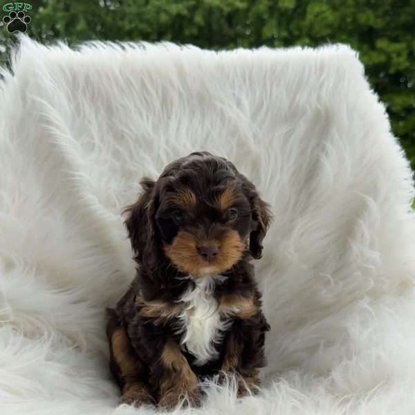 Theo, Cavapoo Puppy