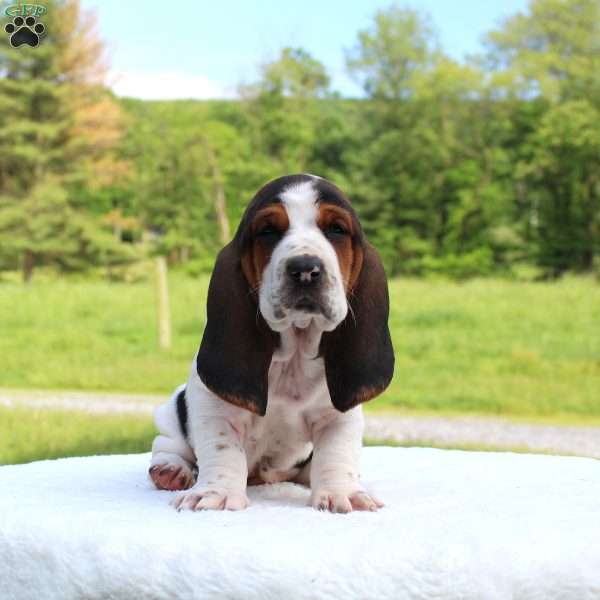 Piper, Basset Hound Puppy