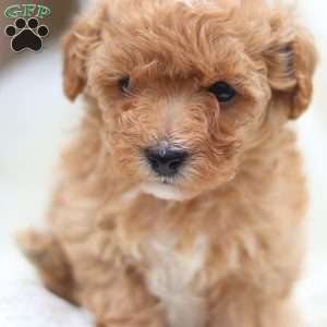 Cody, Maltipoo Puppy