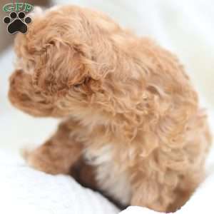 Cody, Maltipoo Puppy