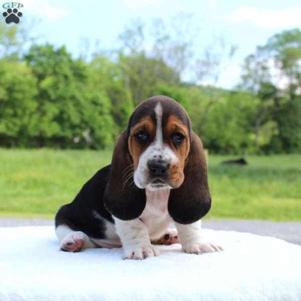 Pretzel, Basset Hound Puppy