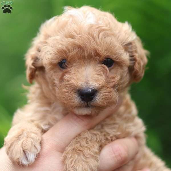 Cody, Maltipoo Puppy
