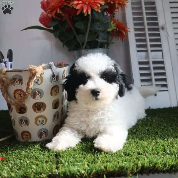 Cynthia, Coton de Tulear Mix Puppy