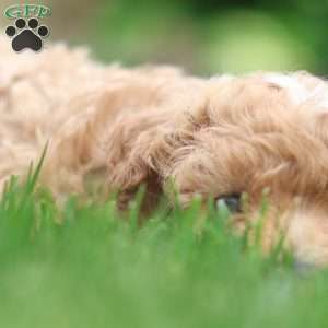 Cody, Maltipoo Puppy