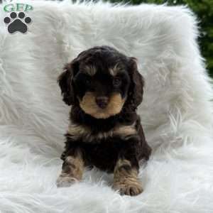 Ben, Cavapoo Puppy