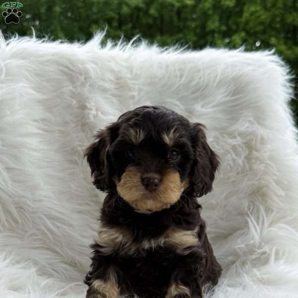 Ben, Cavapoo Puppy