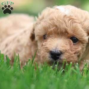 Cody, Maltipoo Puppy