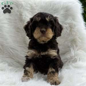 Ben, Cavapoo Puppy