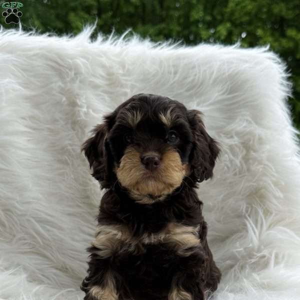 Ben, Cavapoo Puppy