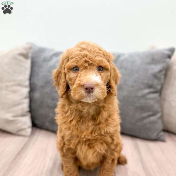 Winston, Goldendoodle Puppy