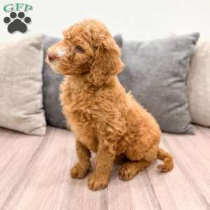 Winston, Goldendoodle Puppy