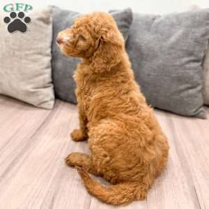 Winston, Goldendoodle Puppy
