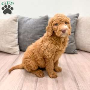 Winston, Goldendoodle Puppy