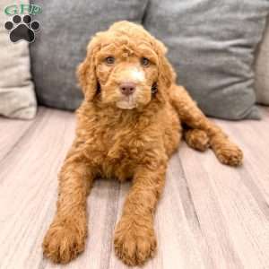 Winston, Goldendoodle Puppy