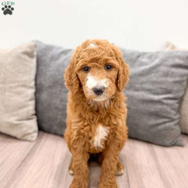Sophie, Goldendoodle Puppy