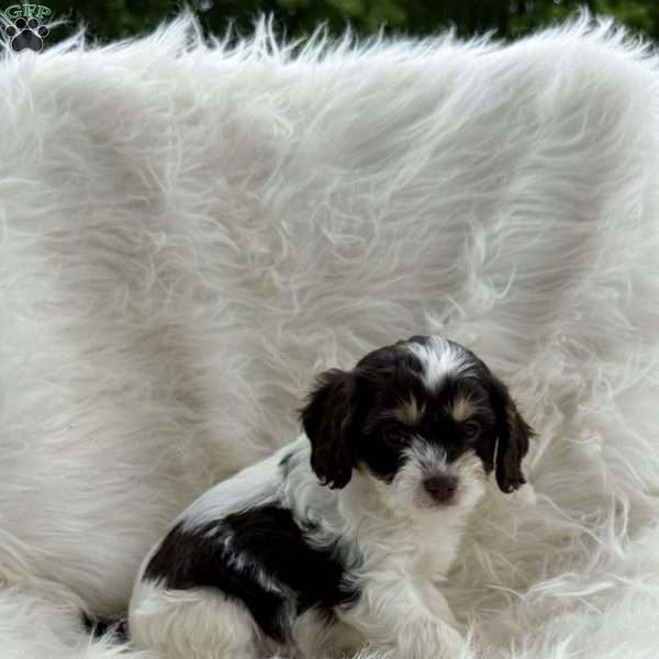 Mindy, Cavapoo Puppy