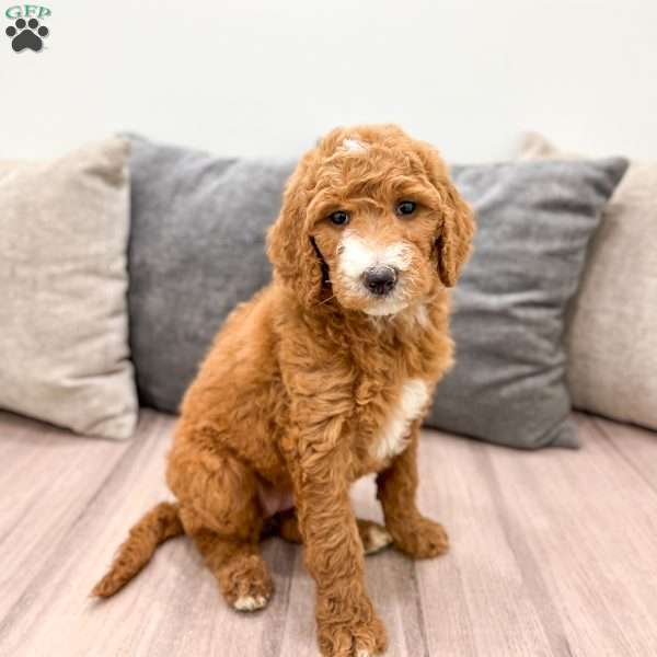 Sophie, Goldendoodle Puppy