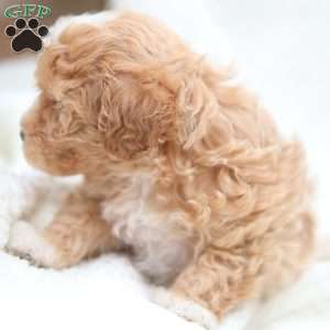 Cole, Maltipoo Puppy