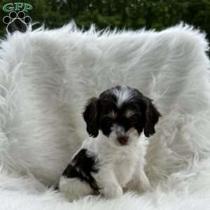 Mindy, Cavapoo Puppy