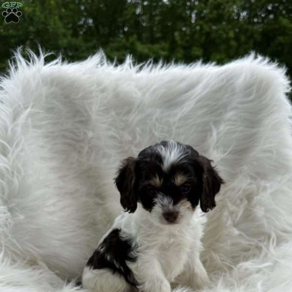 Mindy, Cavapoo Puppy