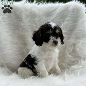 Mindy, Cavapoo Puppy