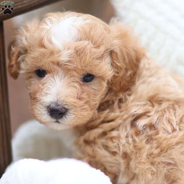 Cole, Maltipoo Puppy
