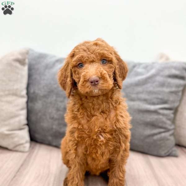 Ginger, Goldendoodle Puppy