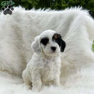 Frosty, Cavapoo Puppy