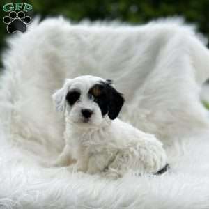 Frosty, Cavapoo Puppy