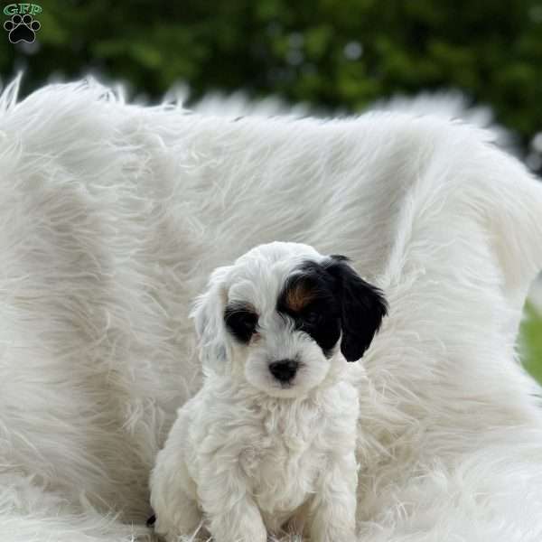 Frosty, Cavapoo Puppy