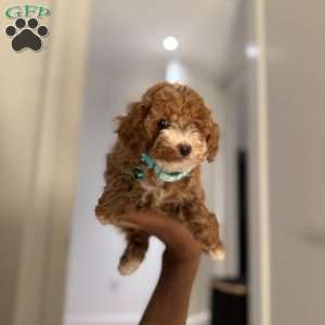 Mittens, Toy Poodle Puppy