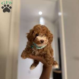 Mittens, Toy Poodle Puppy