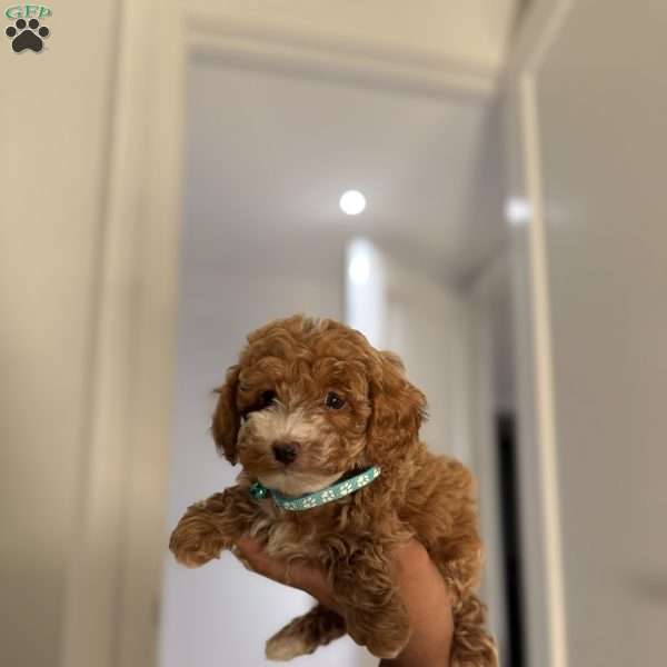 Mittens, Toy Poodle Puppy