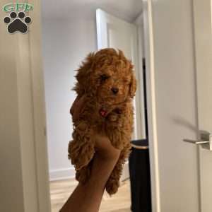 Tiger, Toy Poodle Puppy