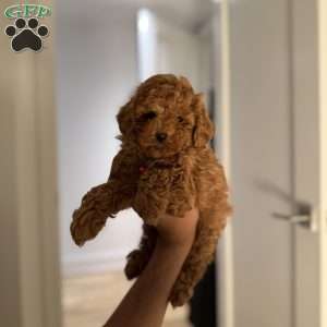 Tiger, Toy Poodle Puppy