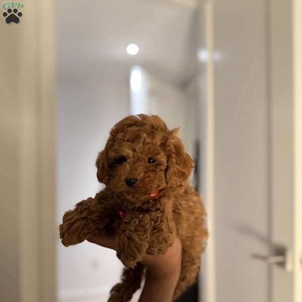Tiger, Toy Poodle Puppy