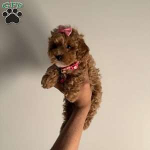 Layla, Toy Poodle Puppy