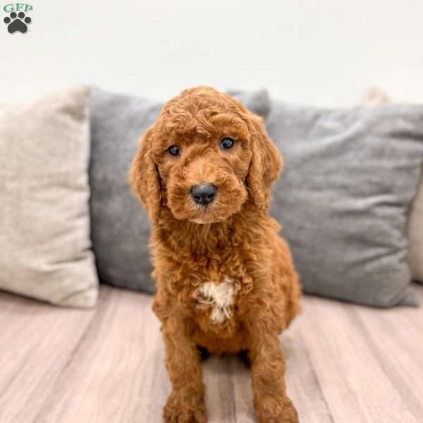Cooper, Goldendoodle Puppy