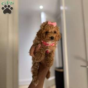Layla, Toy Poodle Puppy