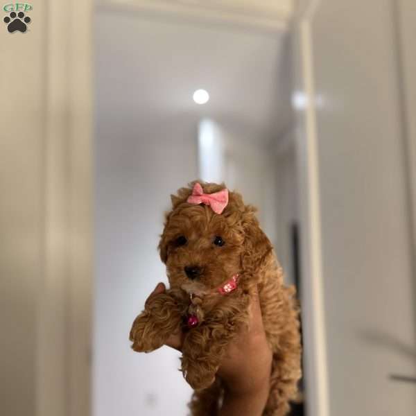 Layla, Toy Poodle Puppy
